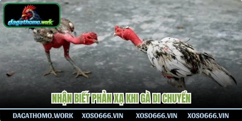 Nhận biết phản xạ khi gà di chuyển