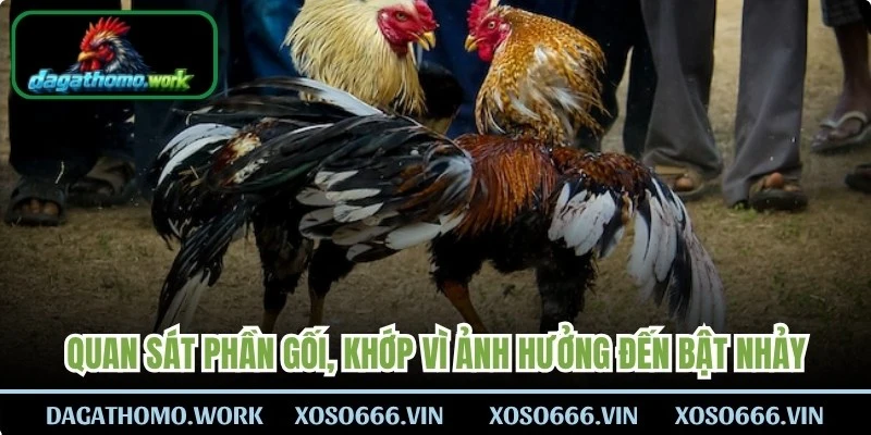 Quan sát phần gối, khớp vì ảnh hưởng trực tiếp đến khả năng bật nhảy và ra đòn