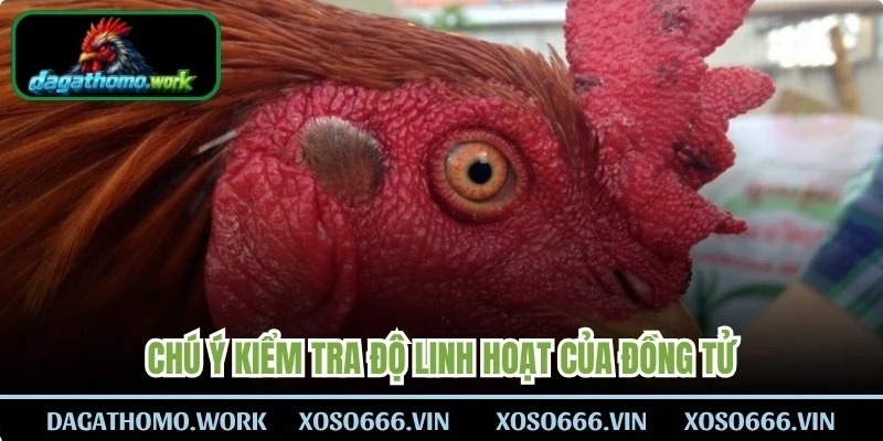 Chú ý kiểm tra độ linh hoạt của đồng tử