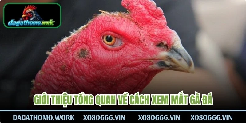 Giới thiệu tổng quan về cách xem mắt gà đá