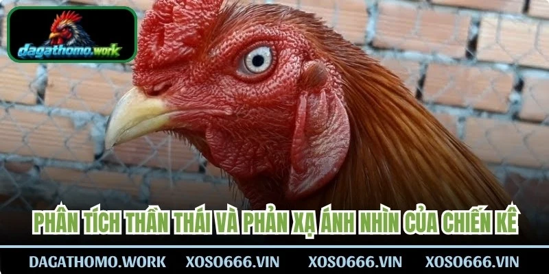 Phân tích thần thái và phản xạ ánh nhìn của chiến kê