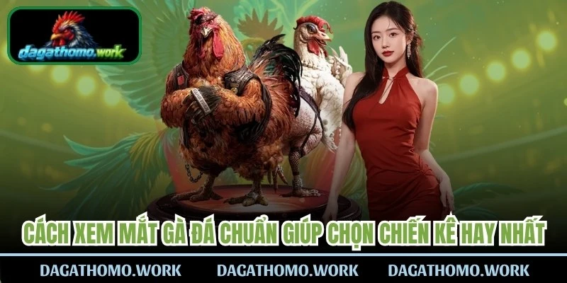 Cách Xem Mắt Gà Đá