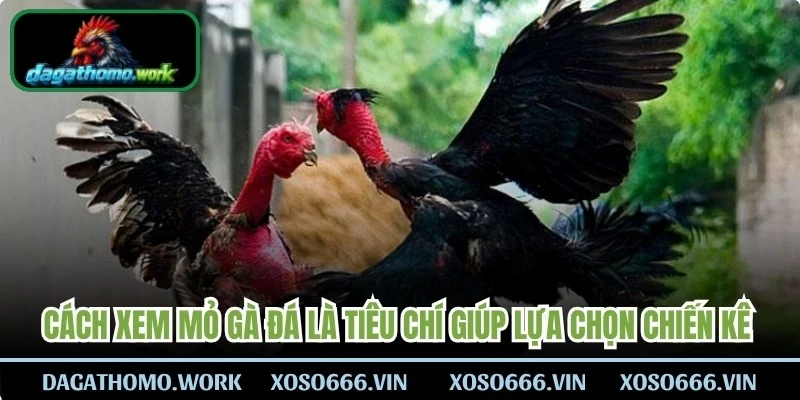 Cách xem mỏ gà đá là tiêu chí giúp lựa chọn chiến kê có tiềm năng thi đấu 