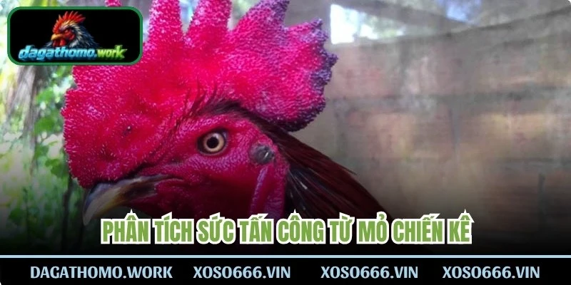 Phân tích sức tấn công từ mỏ chiến kê
