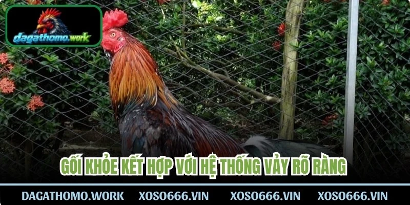 Gối khỏe kết hợp với hệ thống vảy rõ ràng thì gà sẽ có khả năng bật nhảy linh hoạt