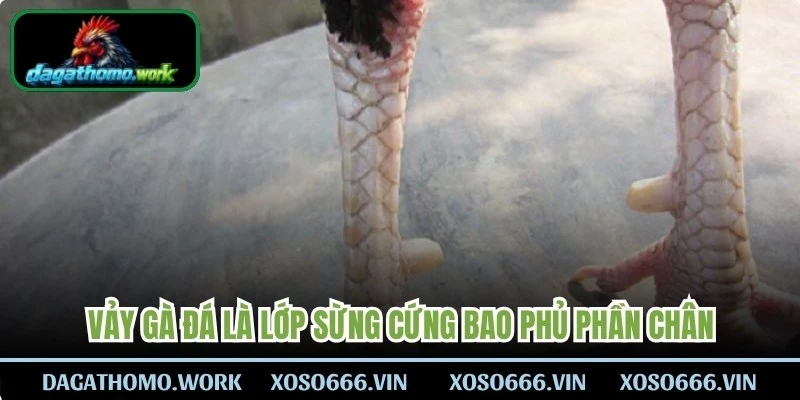 Vảy gà đá là lớp sừng cứng bao phủ phần chân, sắp xếp thành nhiều hàng 