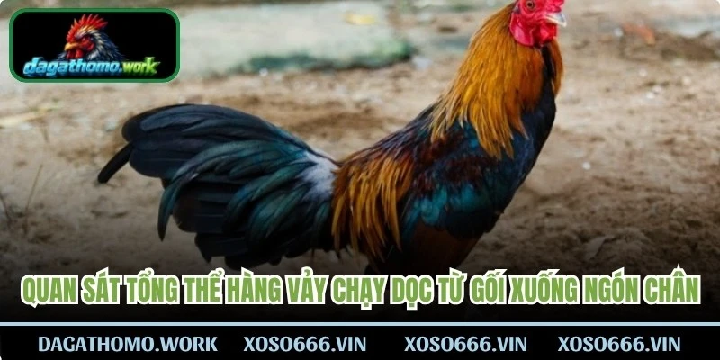 Quan sát tổng thể các hàng vảy chạy dọc từ gối xuống các ngón chân