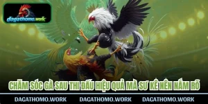 Chăm Sóc Gà Sau Thi Đấu