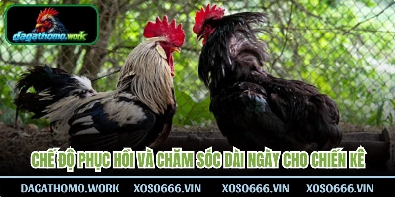 Chế độ phục hồi và chăm sóc dài ngày cho chiến kê 