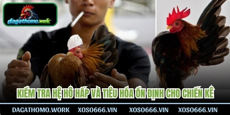 Kiểm tra hệ hô hấp và tiêu hóa ổn định cho chiến kê 