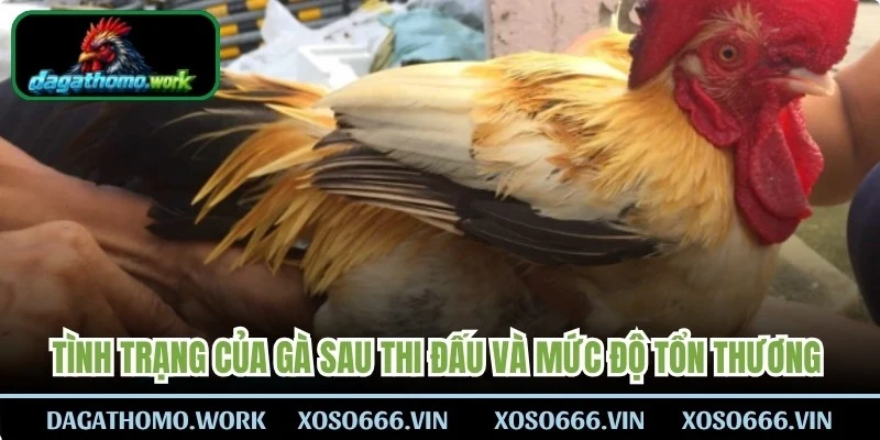 Tình trạng của gà sau thi đấu và mức độ tổn thương sau trận đấu 