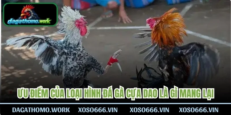 Ưu điểm của loại hình đá gà cựa dao là gì mang lại
