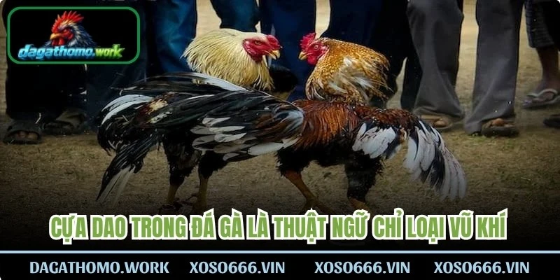 Cựa dao trong đá gà là thuật ngữ dùng để chỉ loại vũ khí gắn vào chân gà chọi