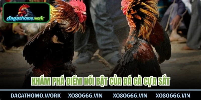 Khám phá điểm nổi bật của đá gà cựa sắt