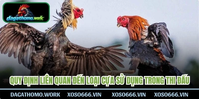 Quy định liên quan đến loại cựa được sử dụng trong thi đấu