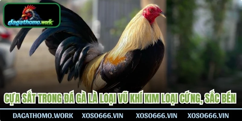 Cựa sắt trong đá gà là loại vũ khí kim loại cứng, sắc bén hỗ trợ thi đấu