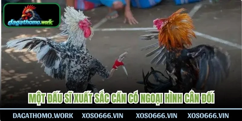 Một đấu sĩ xuất sắc cần có ngoại hình cân đối, bộ lông mượt mà
