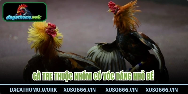 Gà tre thuộc nhóm có vóc dáng nhỏ bé tuy nhiên có sức mạnh lớn