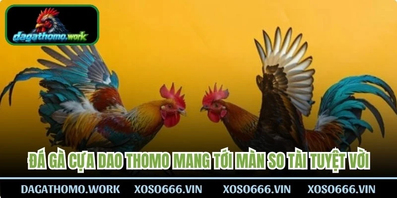 Đá gà cựa dao Thomo mang tới những màn so tài tuyệt vời