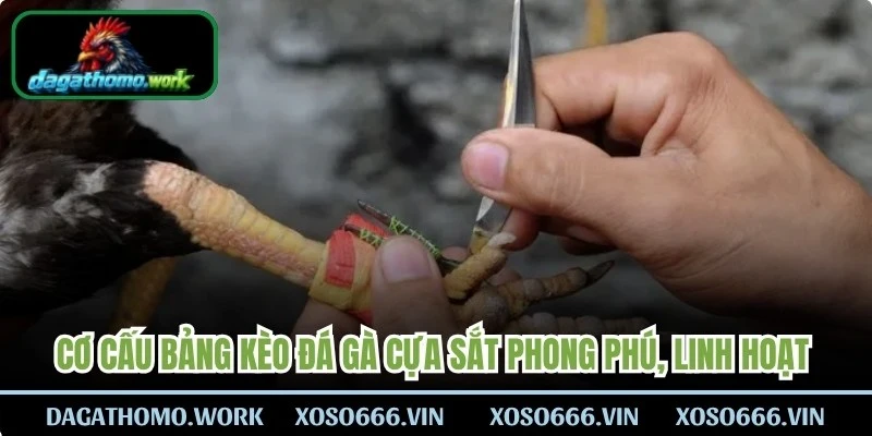 Cơ cấu bảng kèo đá gà cựa sắt phong phú, linh hoạt và độc đáo