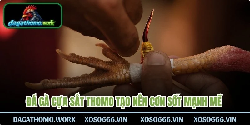 Đá gà cựa sắt Thomo tạo nên cơn sốt mạnh mẽ trong giới cá cược