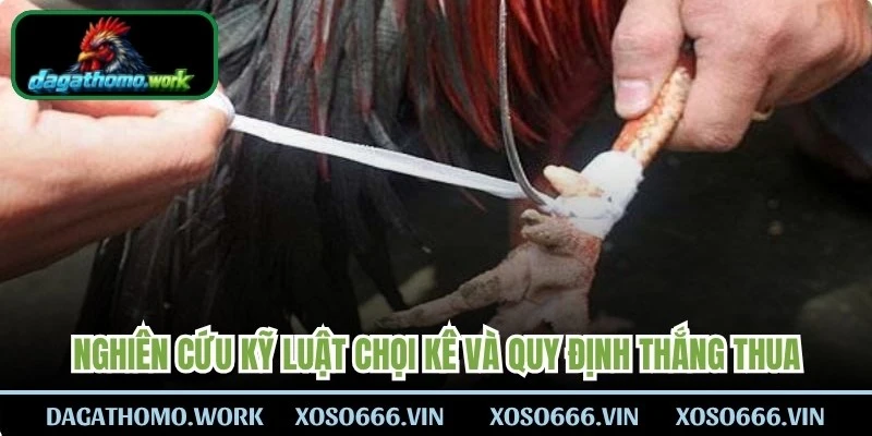 Nghiên cứu kỹ luật chọi kê hôm nay và quy định phân định thắng thua