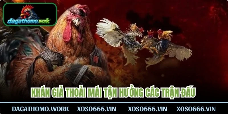 Khán giả thoải mái tận hưởng các trận đấu tại Thomo trực tuyến