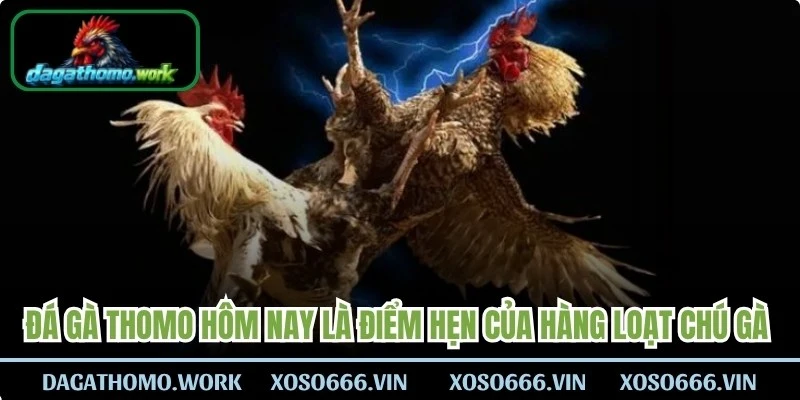 Đá gà Thomo hôm nay là điểm hẹn của hàng loạt chú gà chọi xuất sắc