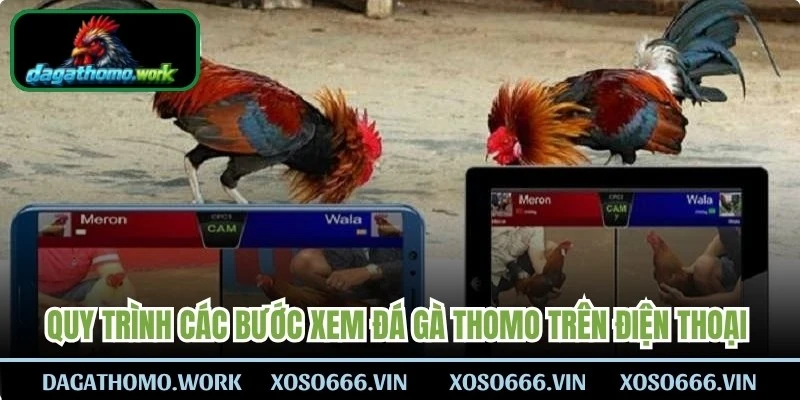 Quy trình các bước xem đá gà Thomo trên điện thoại hôm nay