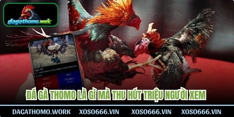 Đá gà Thomo là gì mà thu hút triệu người xem quan tâm hiện nay