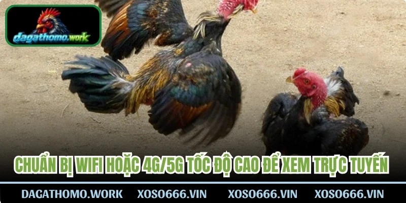 Chuẩn bị Wifi hoặc 4G/5G tốc độ cao để xem trực tuyến chọi kê