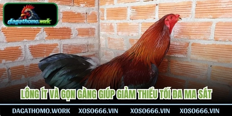 Đặc điểm lông ít và gọn gàng giúp giảm thiểu tối đa ma sát khi thi đấu