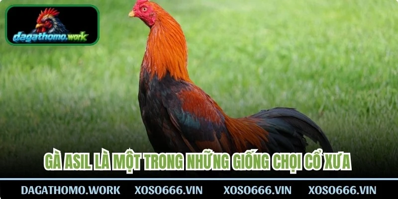 Gà Asil là một trong những giống chọi cổ xưa và thuần chủng nhất
