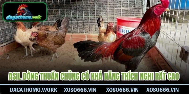 Asil dòng thuần chủng có khả năng thích nghi rất cao với các điều kiện