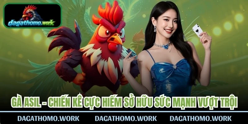Gà Asil