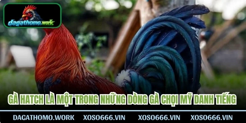 Gà Hatch là một trong những dòng gà chọi Mỹ danh tiếng nhất