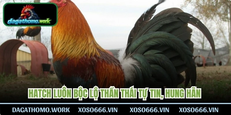 Hatch luôn bộc lộ thần thái tự tin, hung hãn và sẵn sàng nghênh chiến