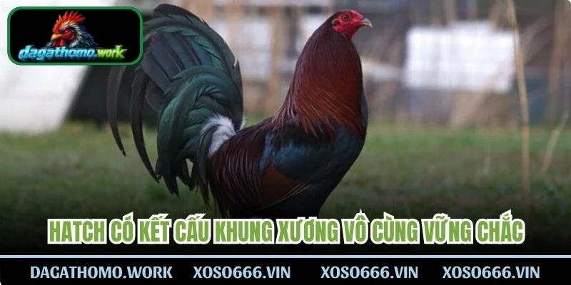 Hatch có kết cấu khung xương vô cùng vững chắc, rất nở nang