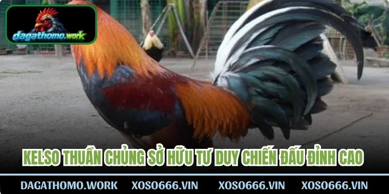 Kelso thuần chủng sở hữu tư duy chiến đấu đỉnh cao với lối đá nhanh