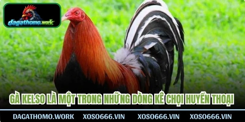 Gà Kelso là một trong những dòng kê chọi huyền thoại bậc nhất
