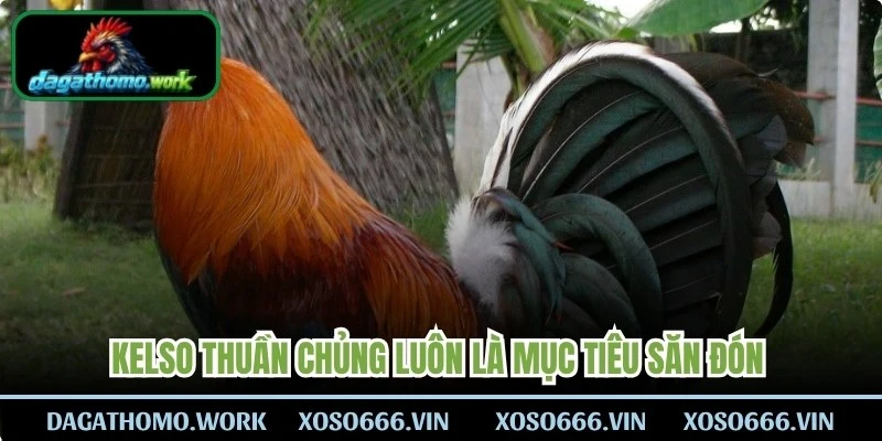 Kelso thuần chủng luôn là mục tiêu săn đón của các sư kê lớn