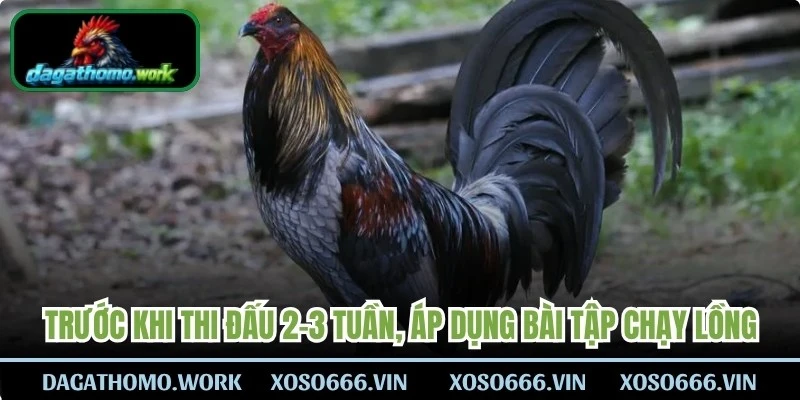 Trước khi thi đấu 2-3 tuần, áp dụng bài tập chạy lồng, vần hơi
