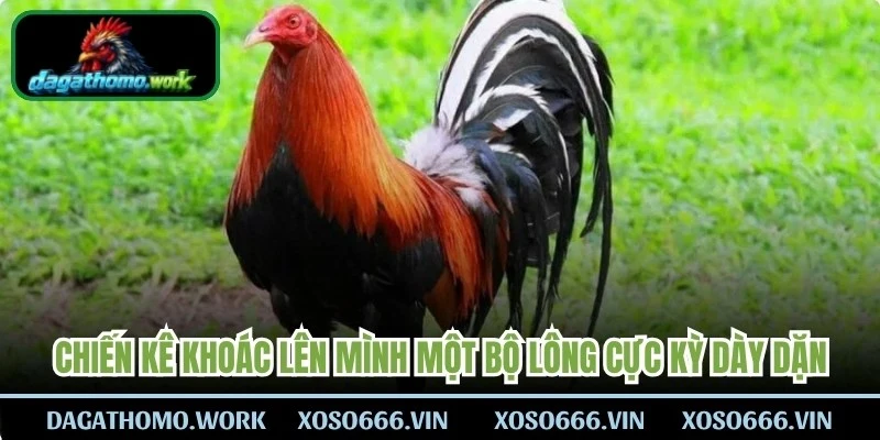 Chiến kê hiện nay khoác lên mình một bộ lông cực kỳ dày dặn