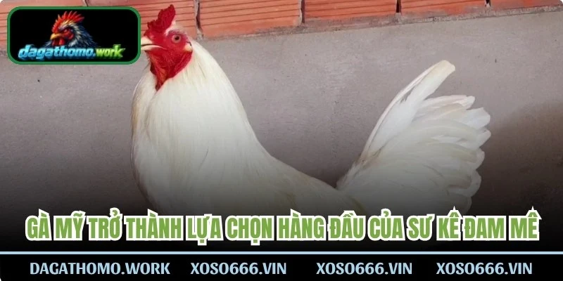 Gà Mỹ đã trở thành lựa chọn hàng đầu của những sư kê đam mê