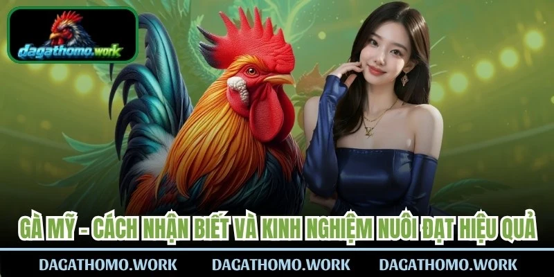 Gà Mỹ
