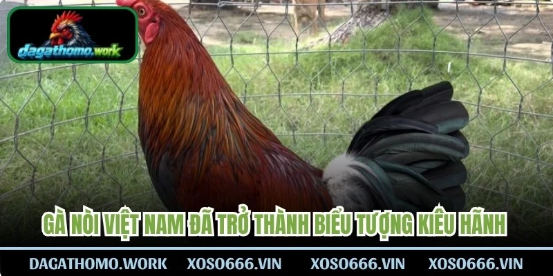 Gà nòi Việt Nam đã trở thành biểu tượng kiêu hãnh trong giới chọi