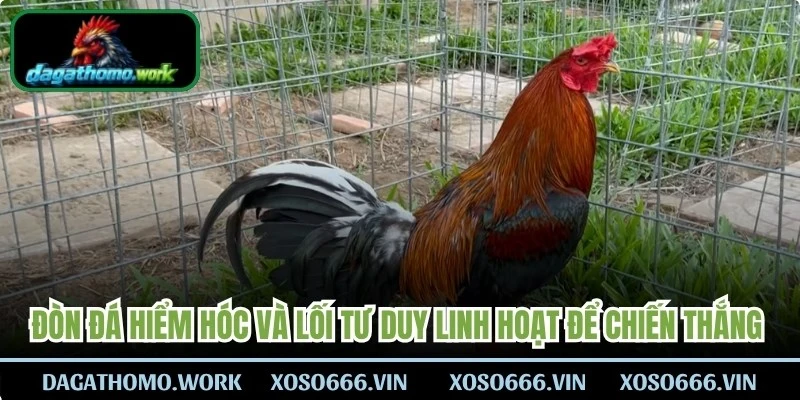 Đòn đá hiểm hóc và lối tư duy linh hoạt để chiến thắng nhanh