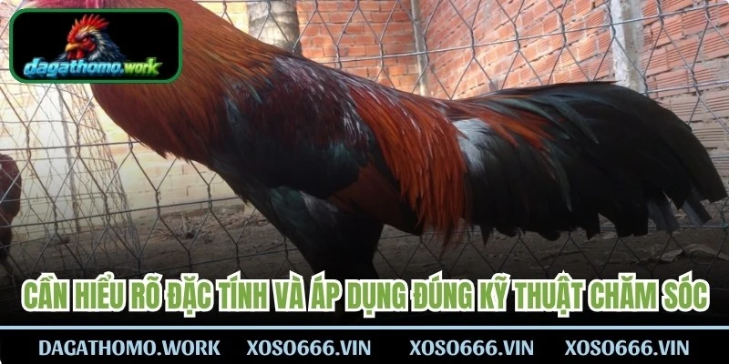 Anh em cần hiểu rõ đặc tính và áp dụng đúng kỹ thuật chăm sóc