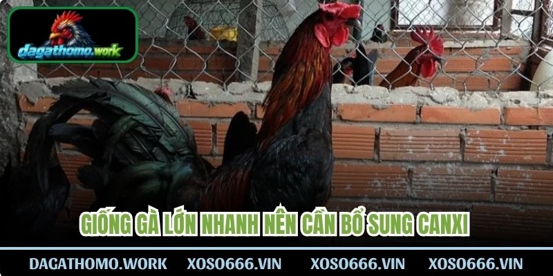 Giống gà lớn nhanh nên cần bổ sung canxi và loại khoáng chất