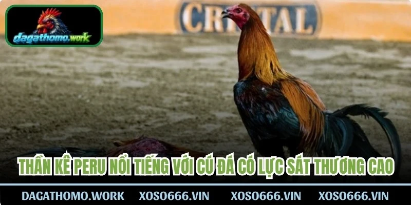 Thần kê Peru nổi tiếng với những cú đá có lực sát thương rất cao